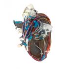 Whirlpool Part# W10434804 Wire Harness (OEM)